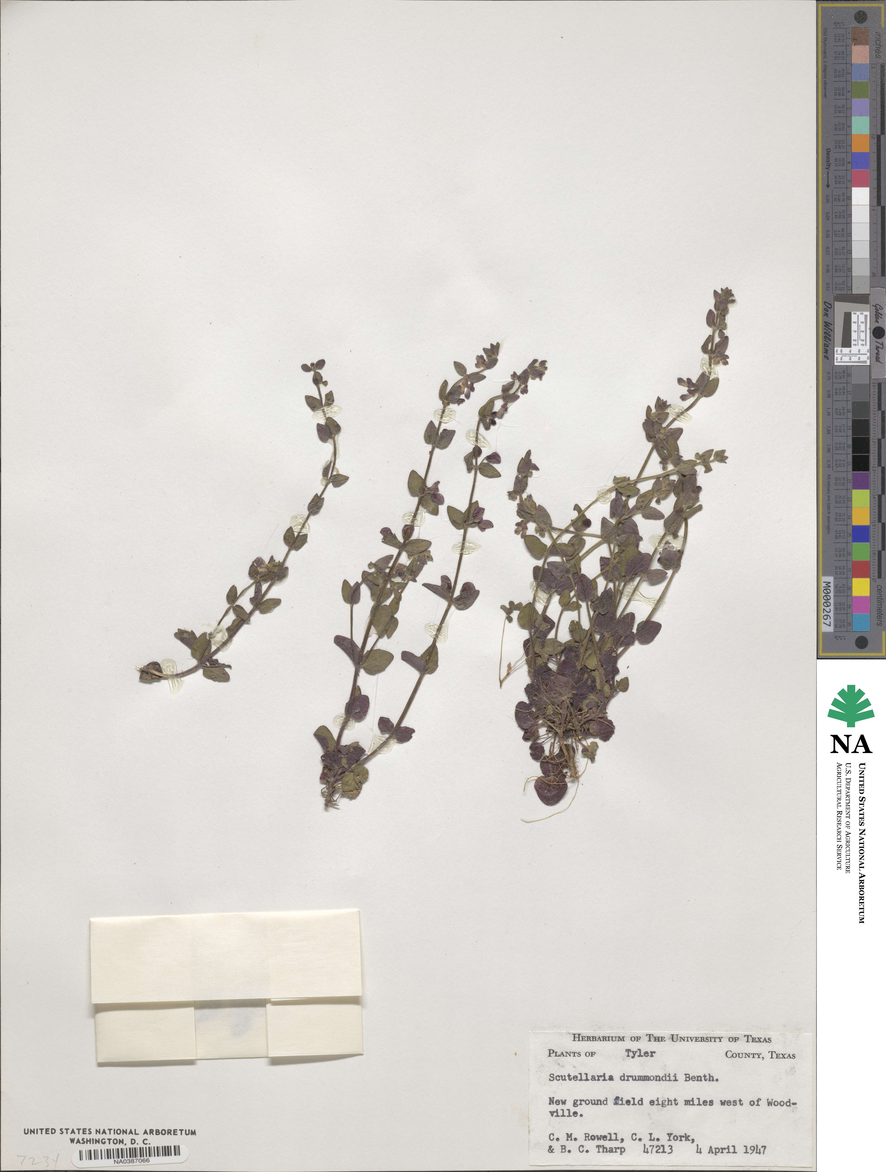 Scutellaria drummondii image