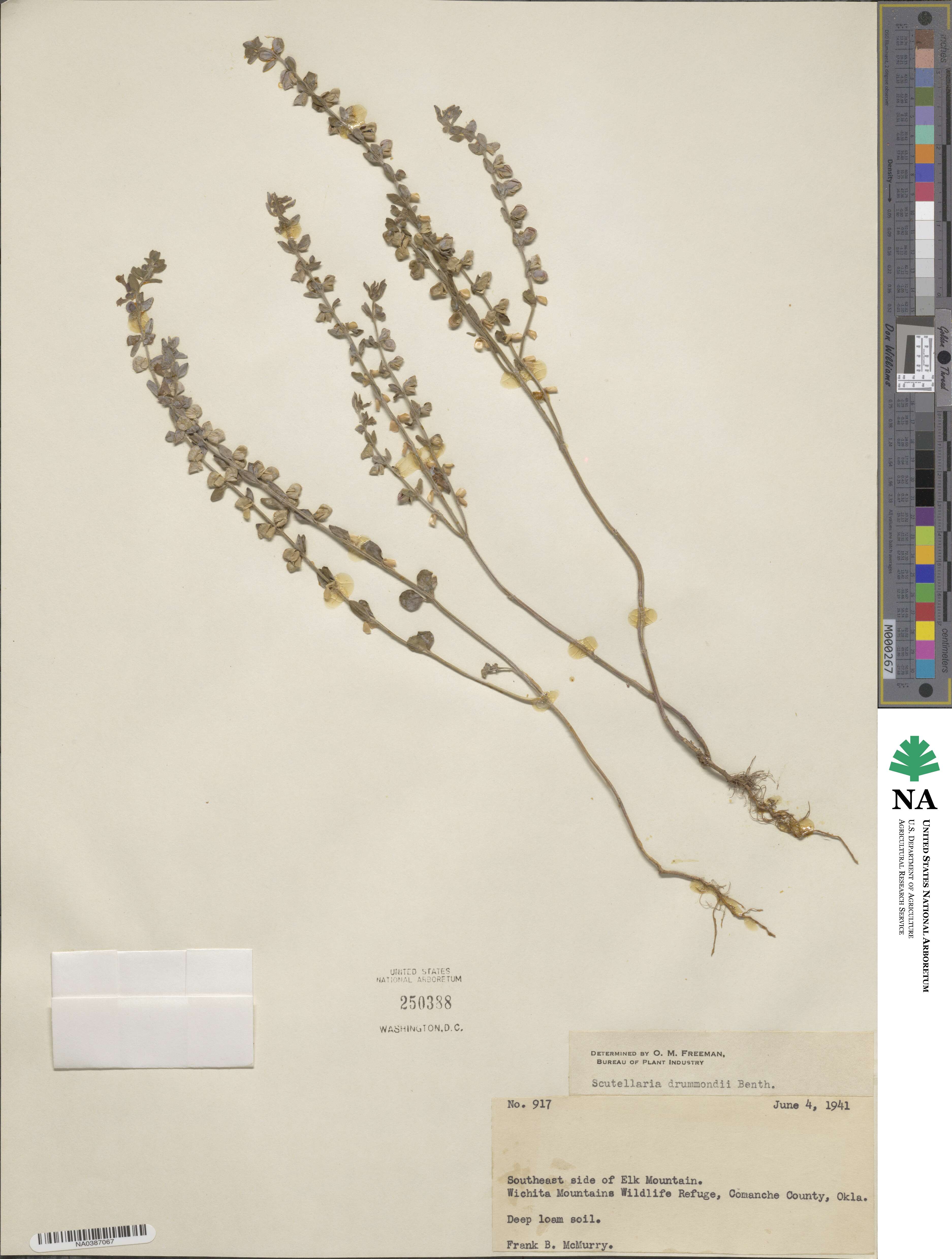 Scutellaria drummondii image