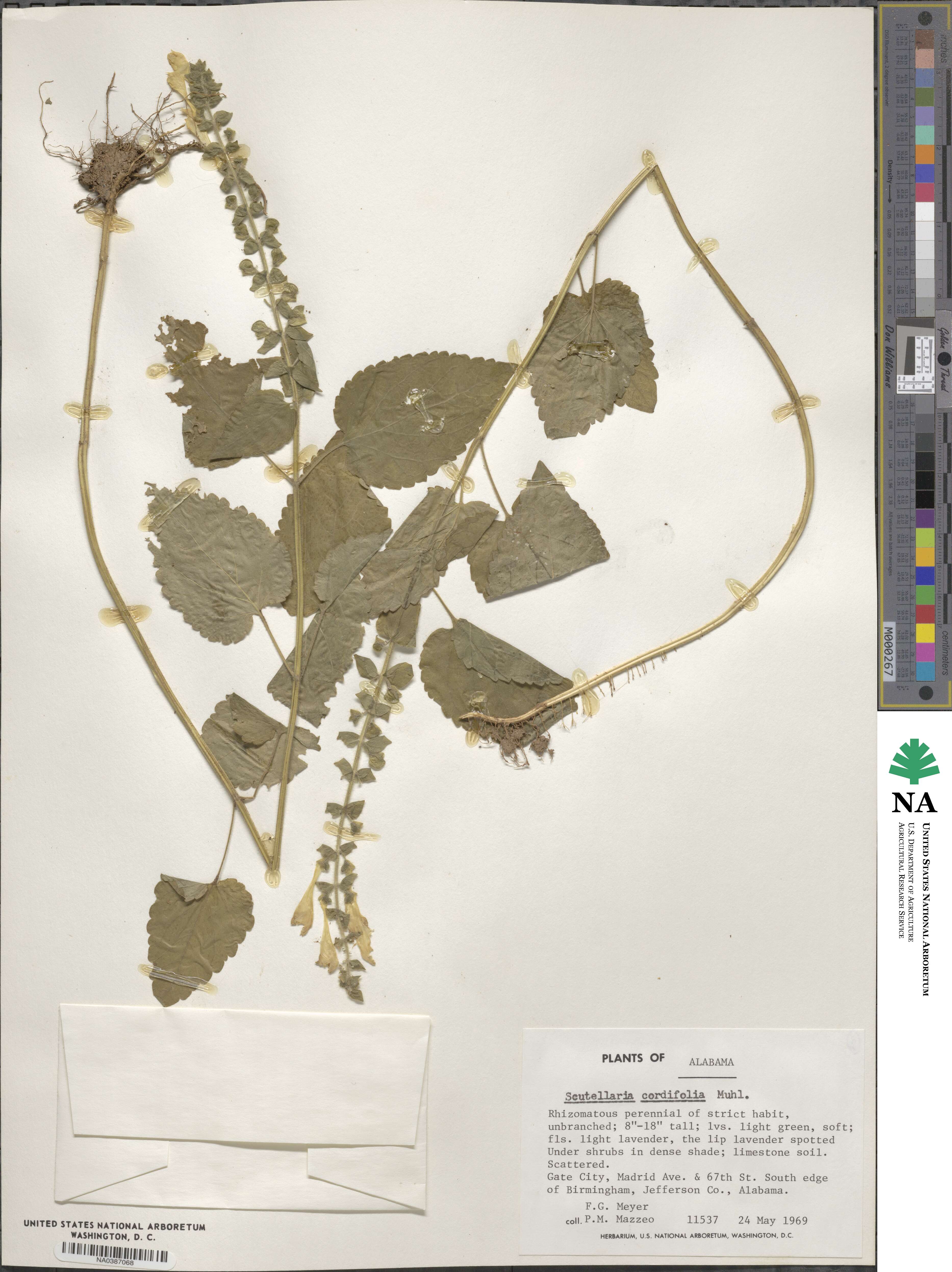 Scutellaria integrifolia image