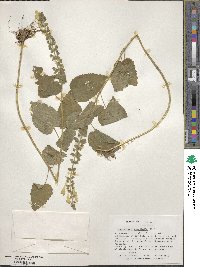 Scutellaria integrifolia image