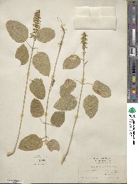 Scutellaria integrifolia image