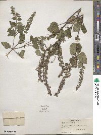 Scutellaria integrifolia image