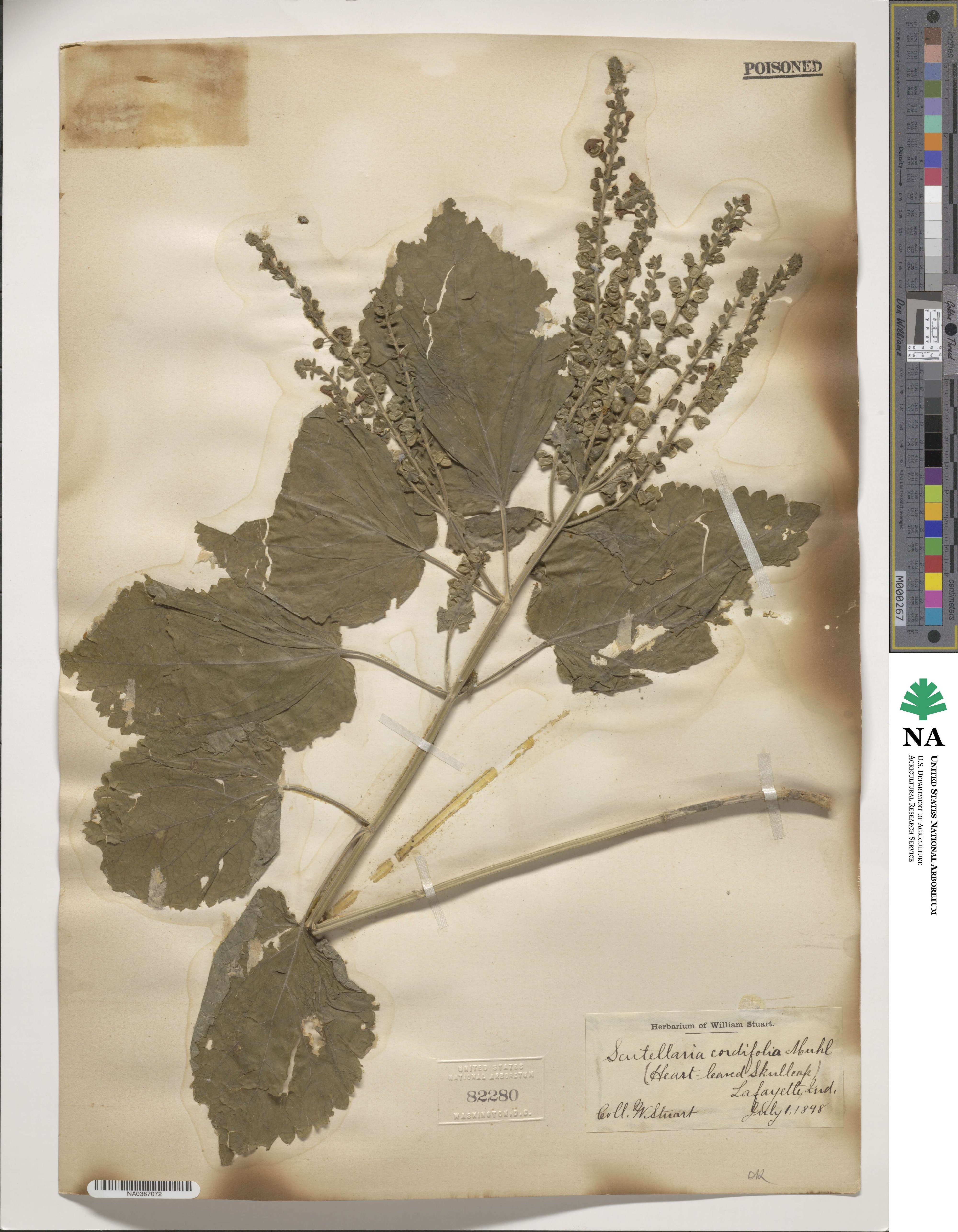 Scutellaria integrifolia image