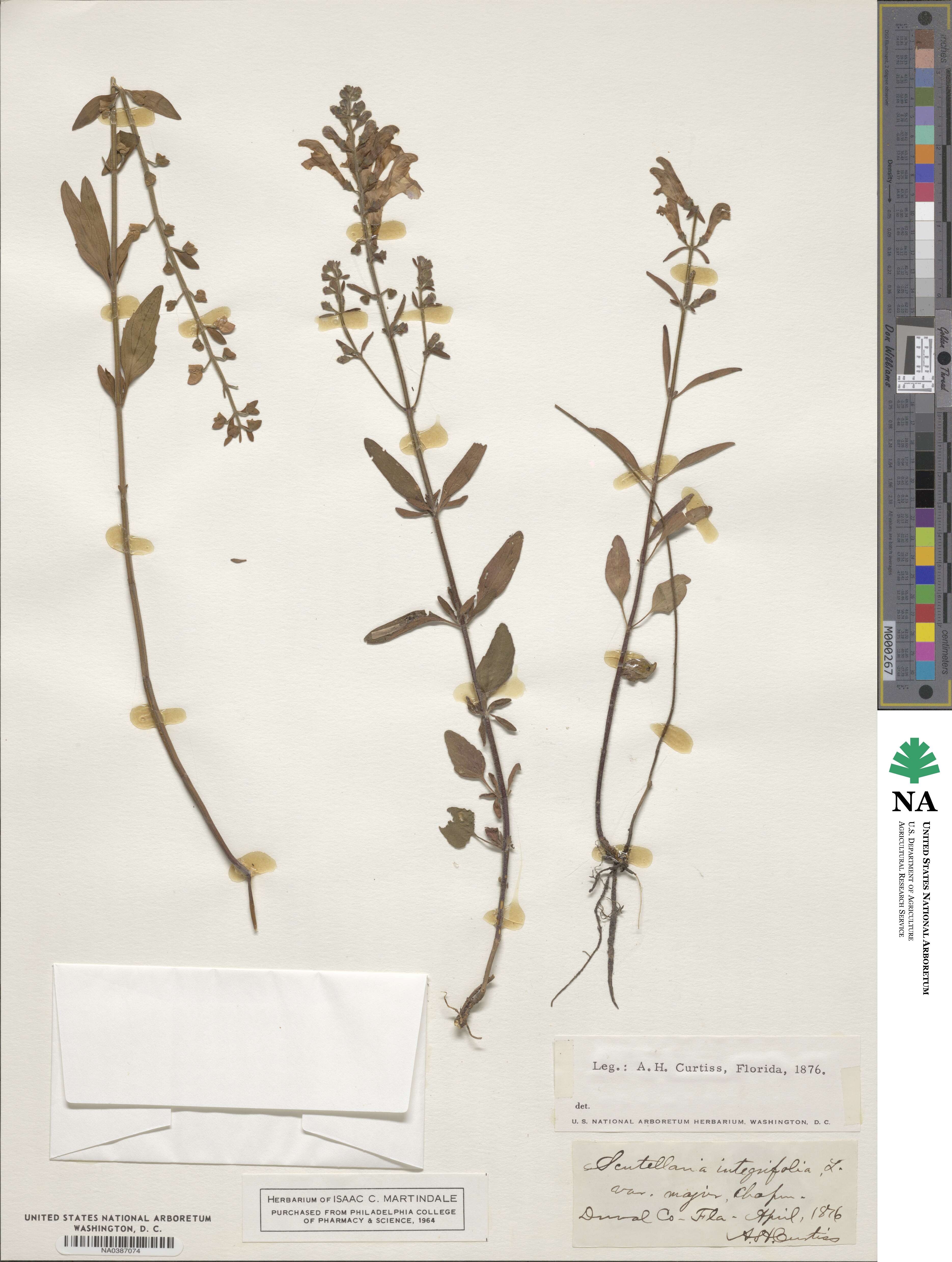 Scutellaria integrifolia image