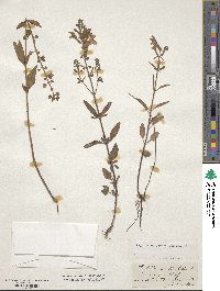 Scutellaria integrifolia image