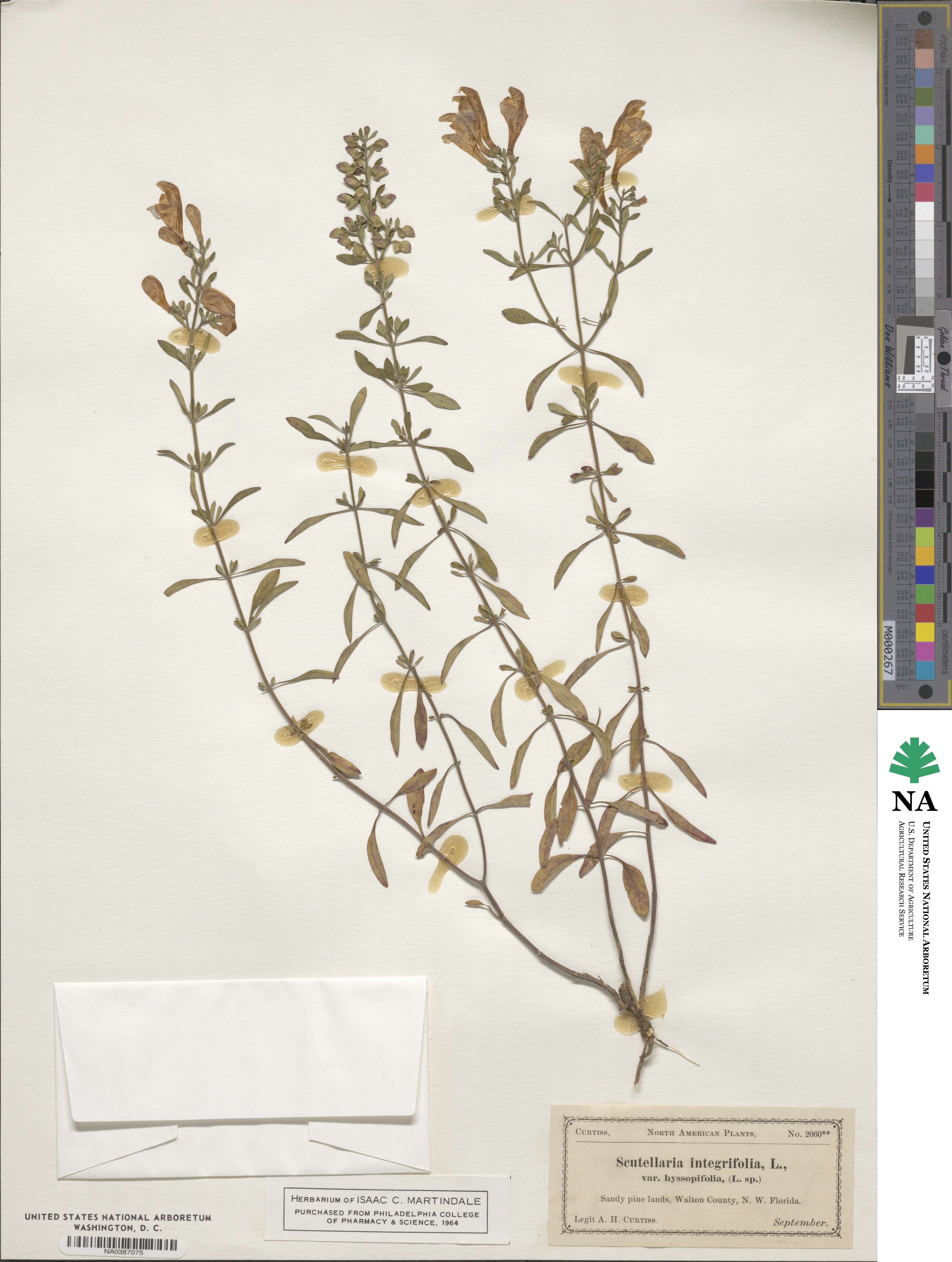 Scutellaria integrifolia image
