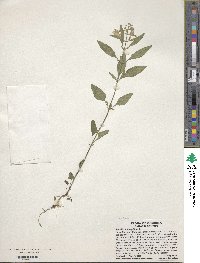 Scutellaria integrifolia image