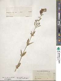 Scutellaria integrifolia image