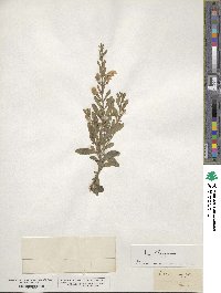 Scutellaria integrifolia image