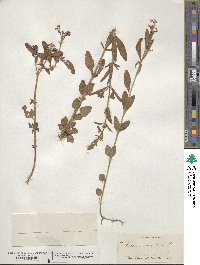 Scutellaria integrifolia image