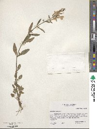 Scutellaria integrifolia image