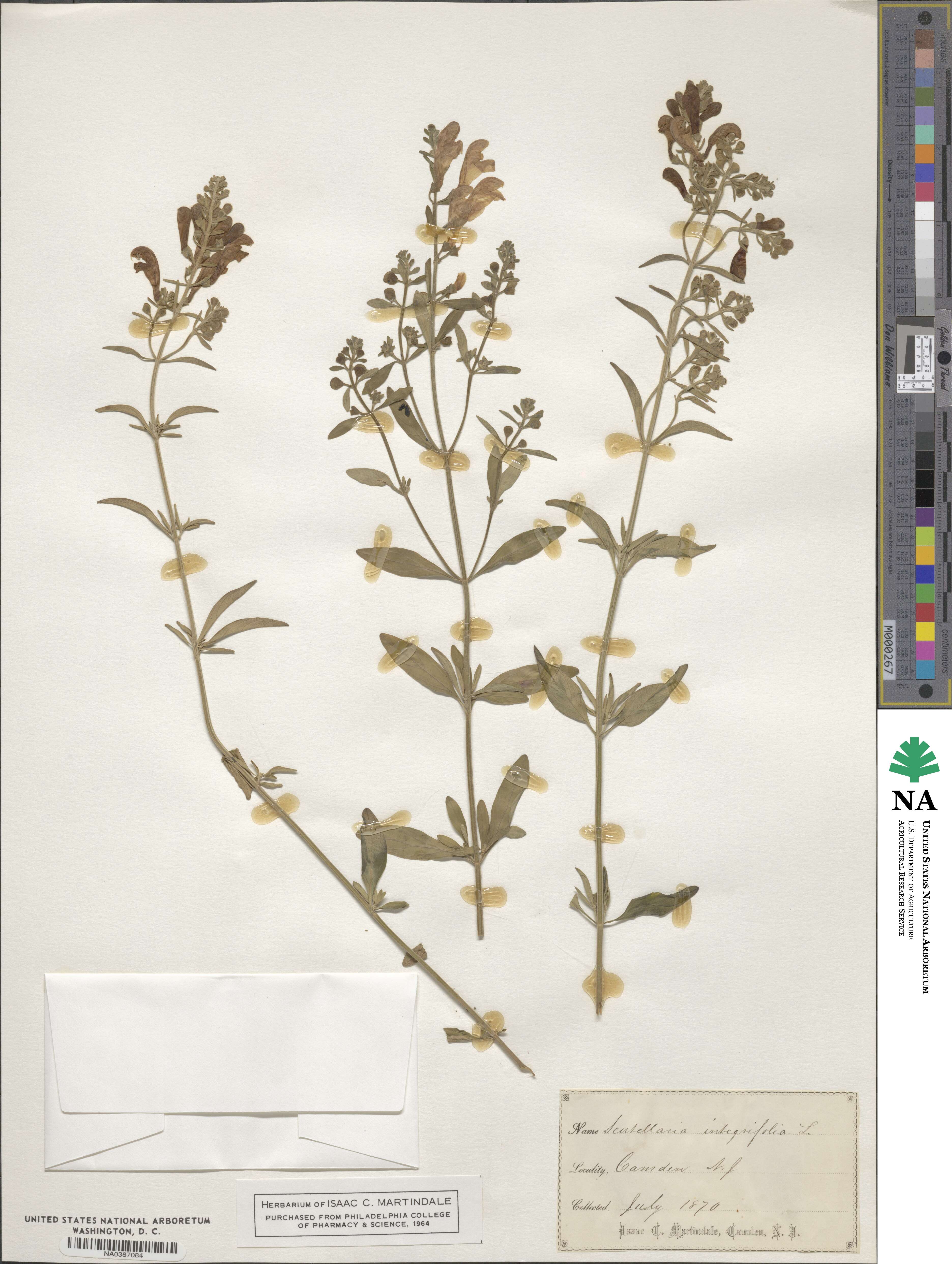 Scutellaria integrifolia image