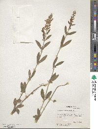 Scutellaria integrifolia image