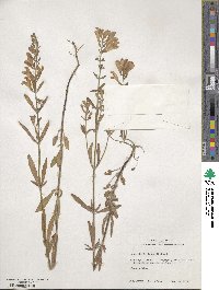 Scutellaria integrifolia image