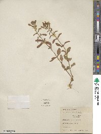 Scutellaria integrifolia image