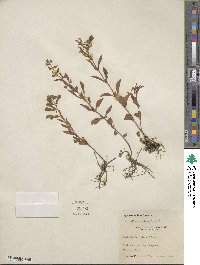 Scutellaria integrifolia image