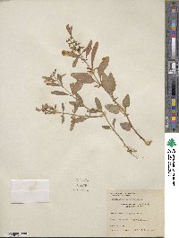 Scutellaria integrifolia image