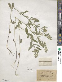 Scutellaria integrifolia image