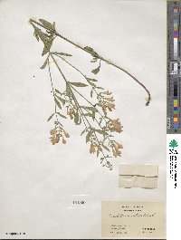 Scutellaria integrifolia image