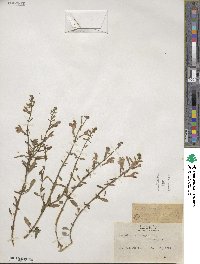 Scutellaria integrifolia image