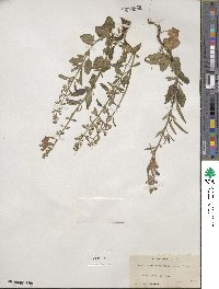 Scutellaria integrifolia image