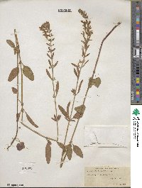 Scutellaria integrifolia image