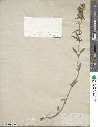 Scutellaria integrifolia image