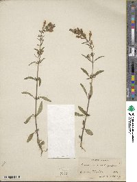 Scutellaria integrifolia image