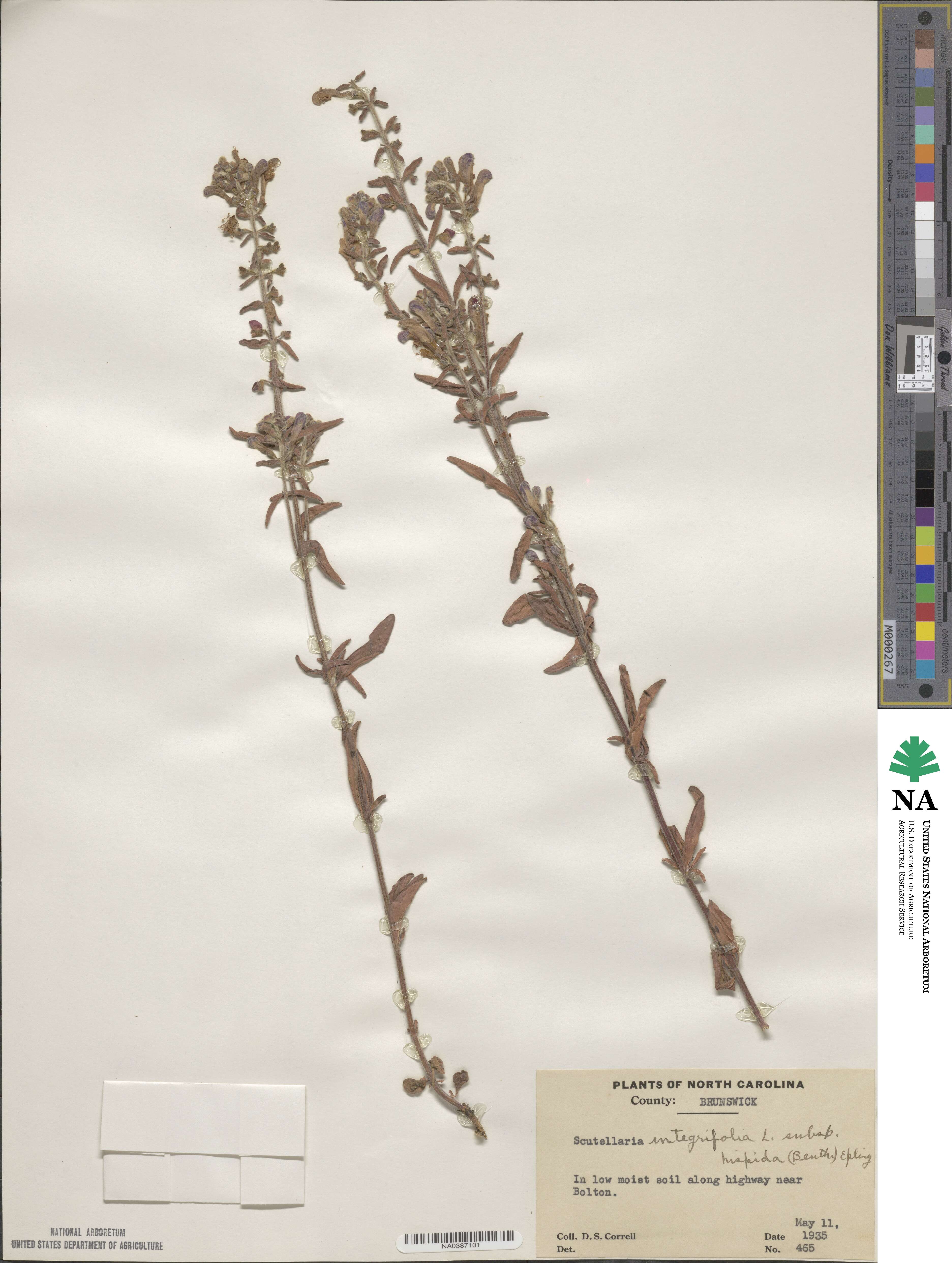 Scutellaria integrifolia image