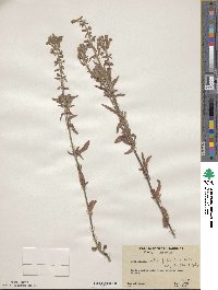 Scutellaria integrifolia image