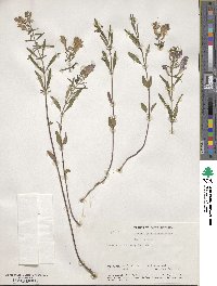 Scutellaria integrifolia image