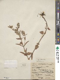 Scutellaria integrifolia image