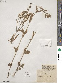 Scutellaria integrifolia image