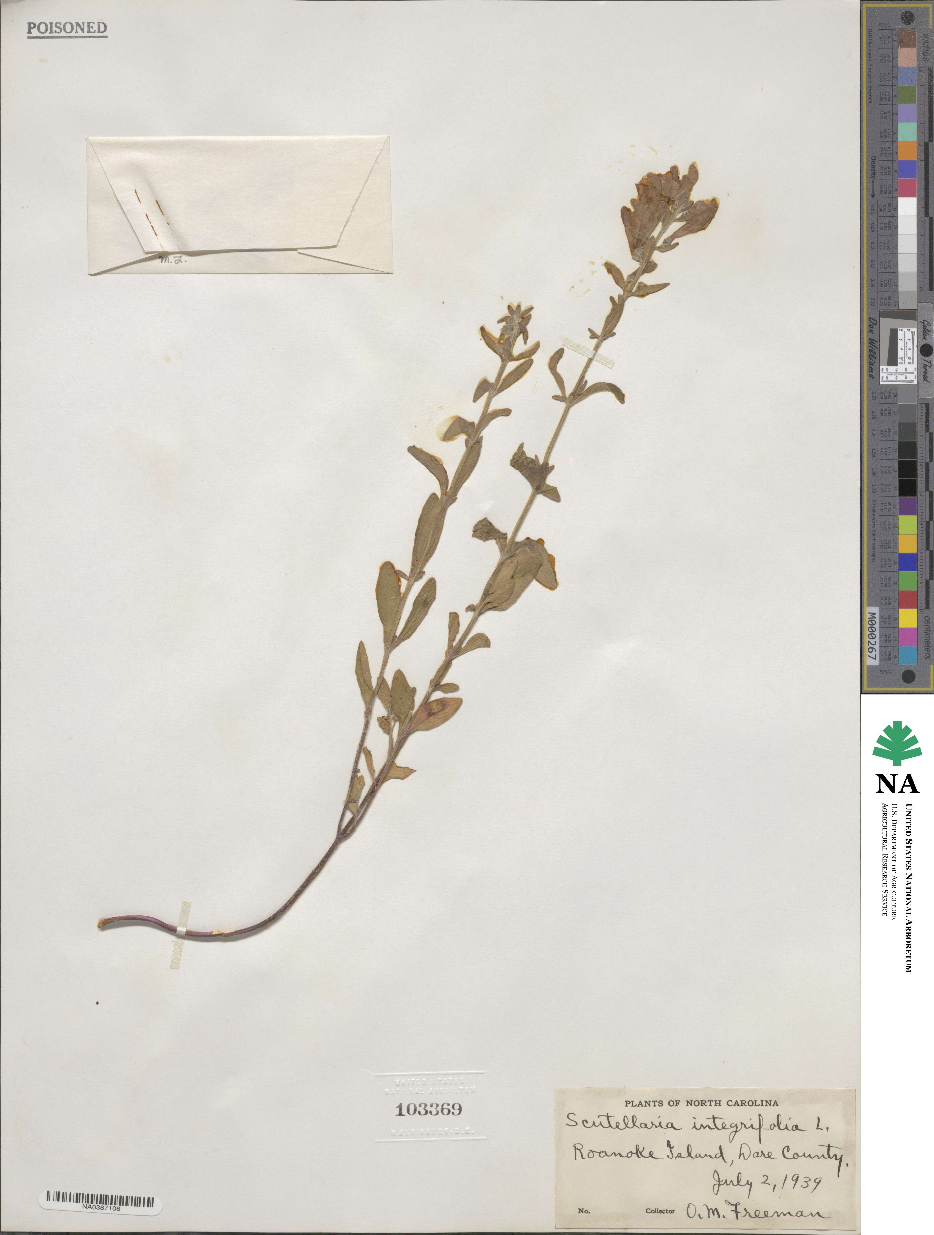 Scutellaria integrifolia image