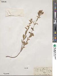 Scutellaria integrifolia image