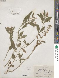 Scutellaria integrifolia image