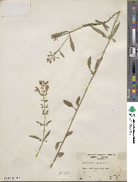 Scutellaria integrifolia image