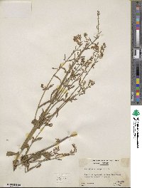 Scutellaria integrifolia image