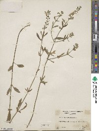 Scutellaria integrifolia image