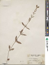 Scutellaria integrifolia image