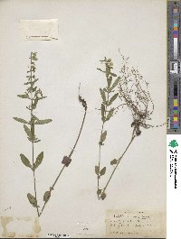 Scutellaria integrifolia image