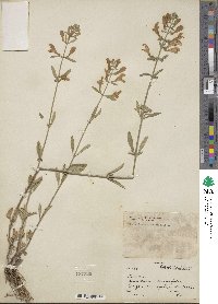 Scutellaria integrifolia image