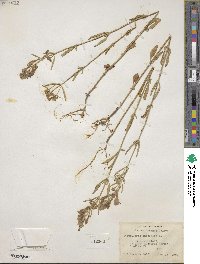 Scutellaria integrifolia image