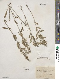 Scutellaria integrifolia image