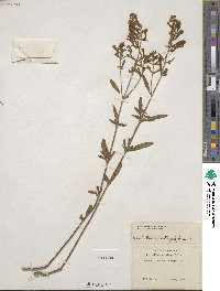 Scutellaria integrifolia image