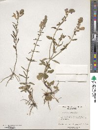 Scutellaria integrifolia image