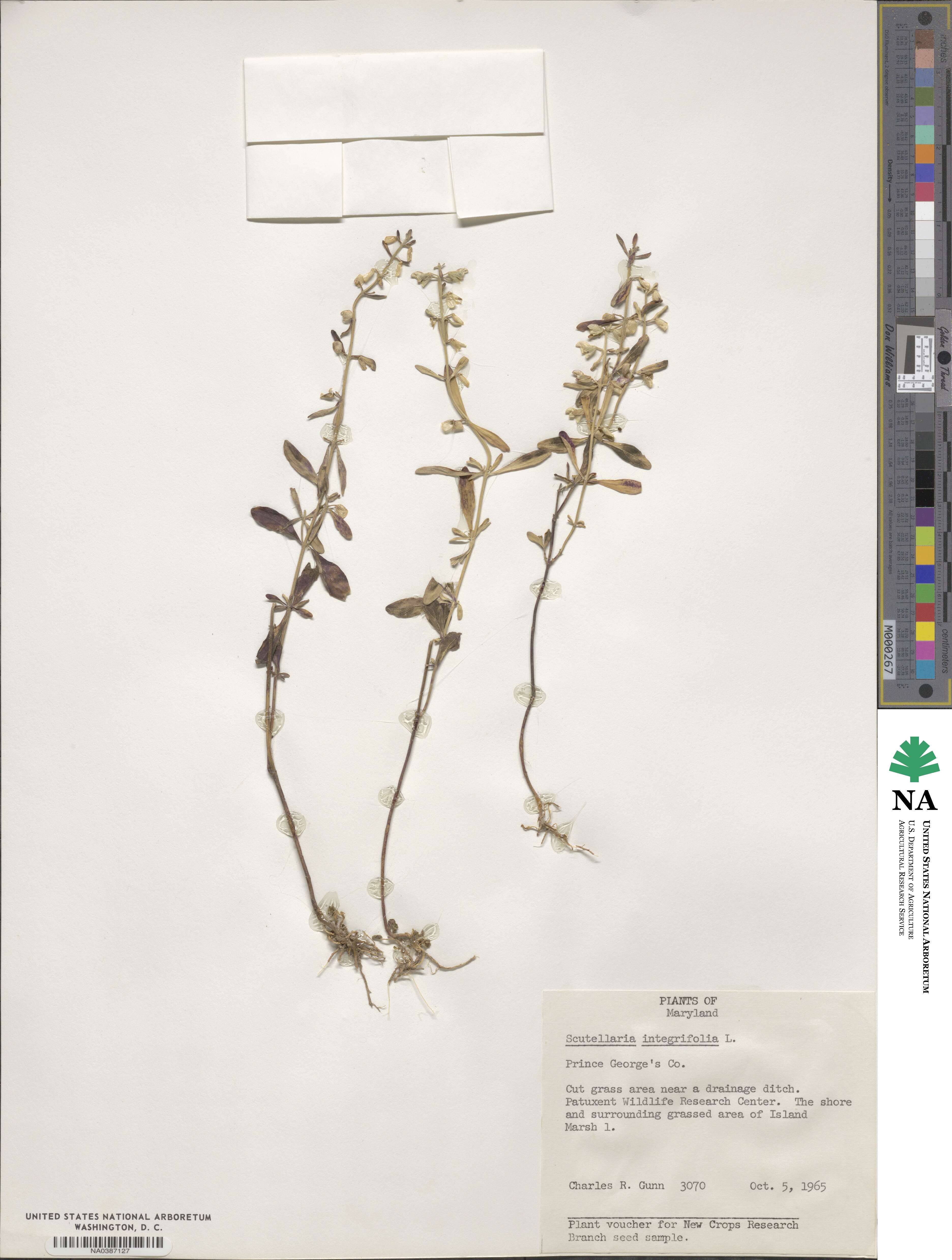 Scutellaria integrifolia image