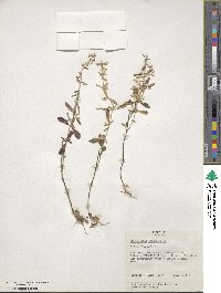 Scutellaria integrifolia image