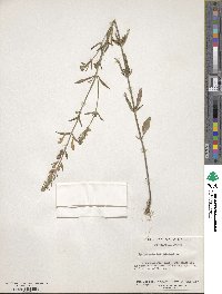 Scutellaria integrifolia image