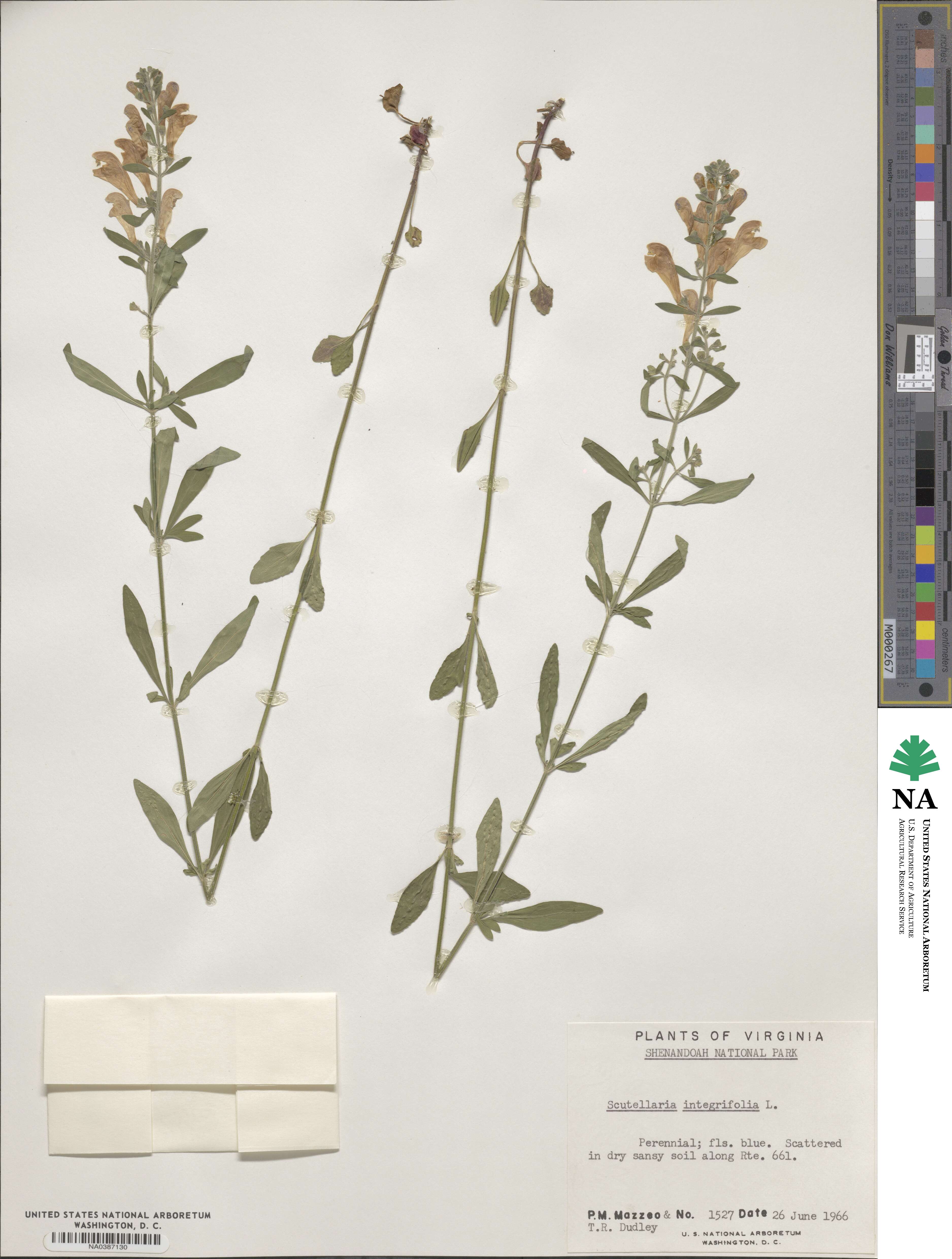 Scutellaria integrifolia image